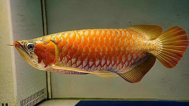 蝴蝶鯉能和龍魚一起養(yǎng)嗎怎么養(yǎng)