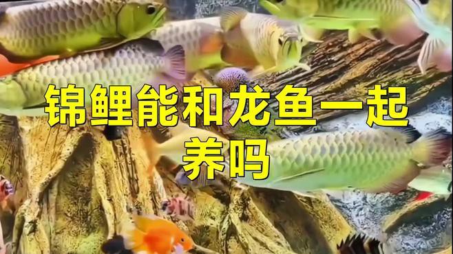 蝴蝶鯉能和龍魚一起養(yǎng)嗎怎么養(yǎng)