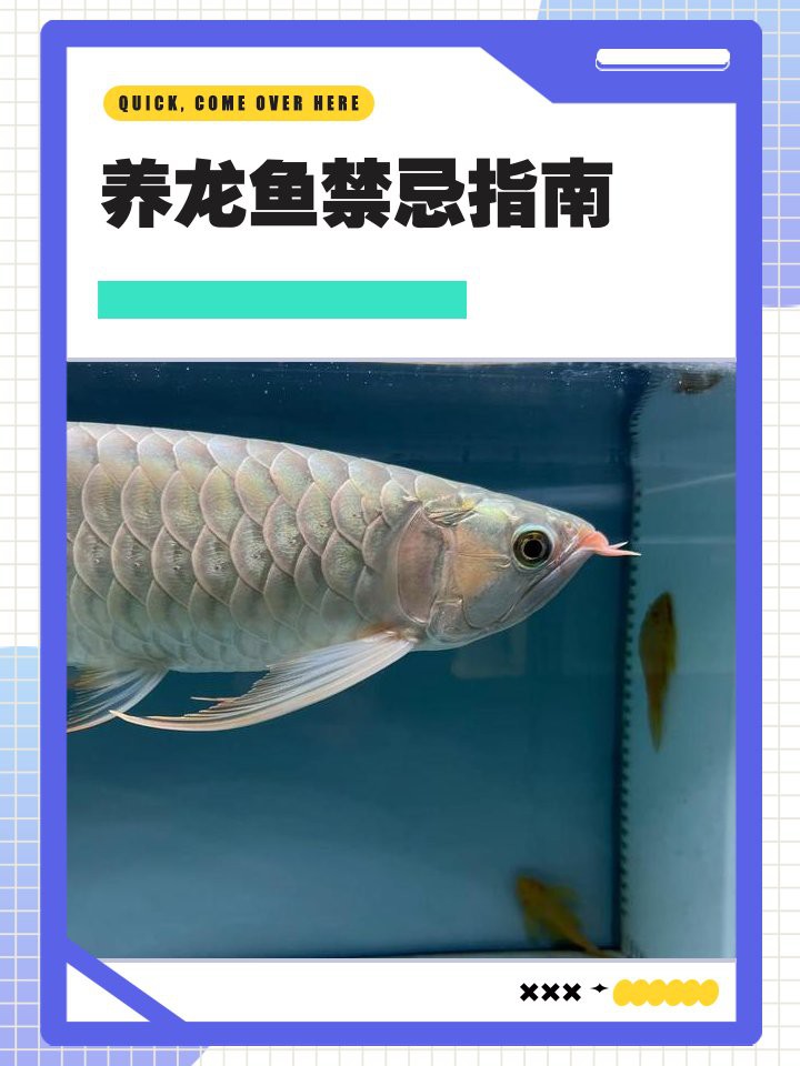 四角龍魚繁殖時需要多大的水族箱？ 四角龍魚繁殖時需要多大的水族箱？ 龍魚百科 第5張