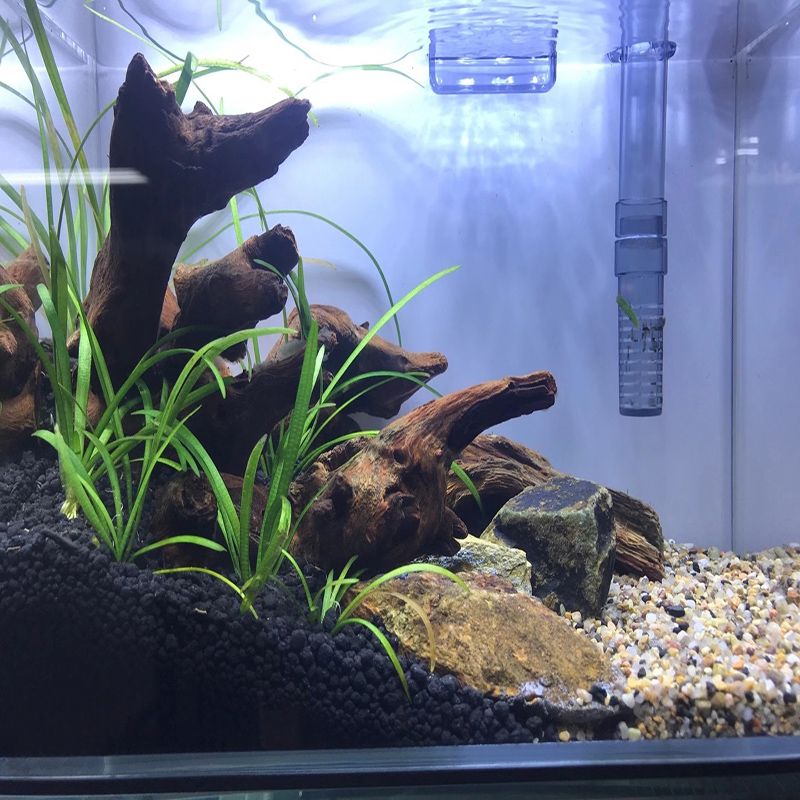 龍魚缸造景的可能性（龍魚缸可以進行造景嗎？） 龍魚缸造景的可能性（龍魚缸可以進行造景嗎？） 龍魚百科 第2張