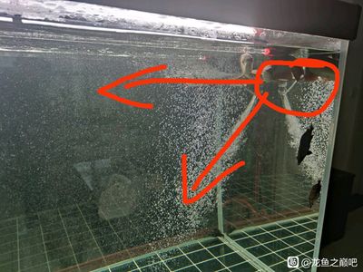 龍魚出水口：龍魚出水口的結構和功能以及注意事項