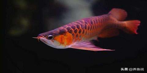 龍魚需要造景嗎：養(yǎng)龍魚要用多大的魚缸 龍魚需要造景嗎：養(yǎng)龍魚要用多大的魚缸 龍魚百科 第1張