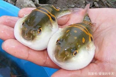 龍魚需要造景嗎：養(yǎng)龍魚要用多大的魚缸 龍魚需要造景嗎：養(yǎng)龍魚要用多大的魚缸 龍魚百科 第3張