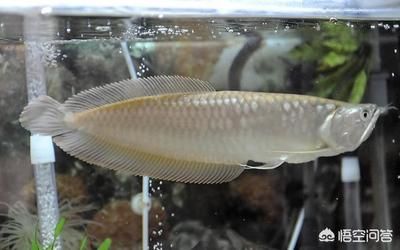 龍魚需要造景嗎：養(yǎng)龍魚要用多大的魚缸 龍魚需要造景嗎：養(yǎng)龍魚要用多大的魚缸 龍魚百科 第2張