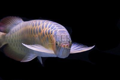 魚缸過濾器選購(gòu)指南:自制魚缸過濾器魚缸上置過濾器對(duì)于養(yǎng)魚愛好者的必備知識(shí) 上海知否花間花卉有限公司(上海知否花間花卉有限公司怎么樣) 全國(guó)水族館企業(yè)名錄 上海知否花間花卉有限公司(上海知否花間花卉有限公司怎么樣) 上海知否花間花卉有限公司(上海知否花間花卉有限公司怎么樣) 全國(guó)水族館企業(yè)名錄