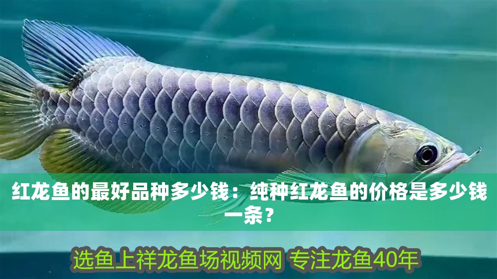紅龍魚(yú)的最好品種多少錢(qián)：純種紅龍魚(yú)的價(jià)格是多少錢(qián)一條？