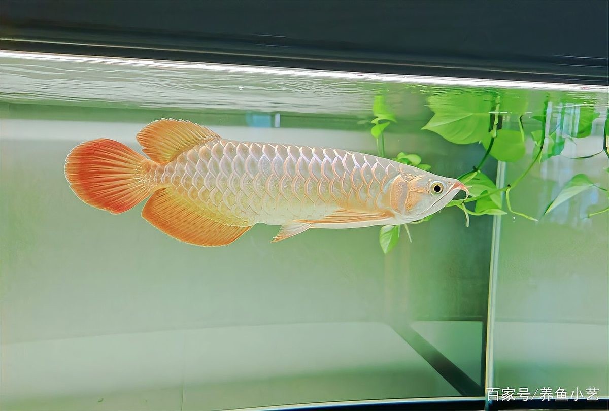 龍魚換水后多久可以喂食？ 龍魚換水后多久可以喂食？ 龍魚百科 第2張