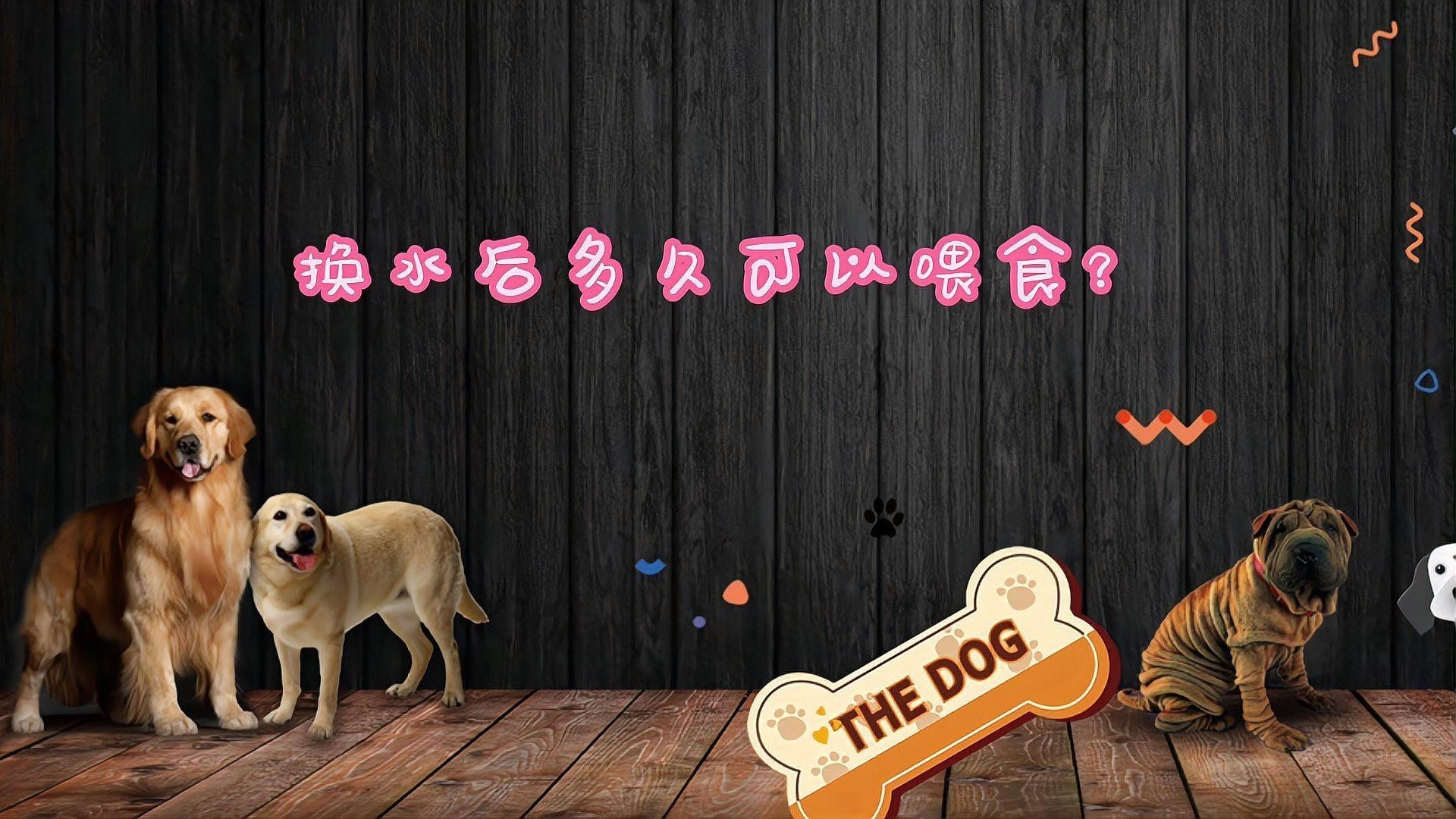 龍魚換水后多久可以喂食？ 龍魚換水后多久可以喂食？ 龍魚百科 第3張