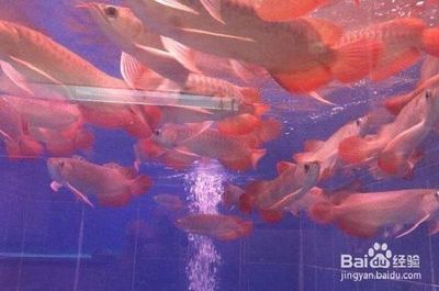 紅龍魚苗怎么挑選好的品種（如何挑選紅龍魚苗） 紅龍魚苗怎么挑選好的品種（如何挑選紅龍魚苗） 龍魚百科 第6張