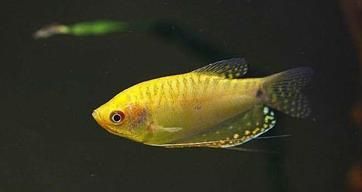 龍魚溫和性格的表現特征：龍魚混養注意事項，龍魚溫和性格的辨別方法， 龍魚溫和性格的表現特征：龍魚混養注意事項，龍魚溫和性格的辨別方法， 龍魚百科 第4張