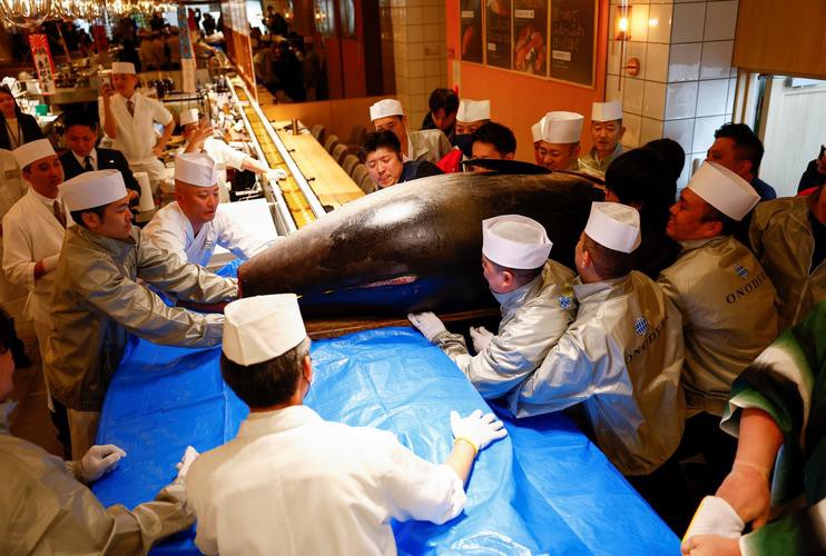 藍(lán)色金龍魚拍賣