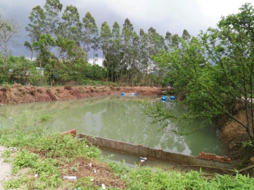 東莞龍魚養(yǎng)殖基地