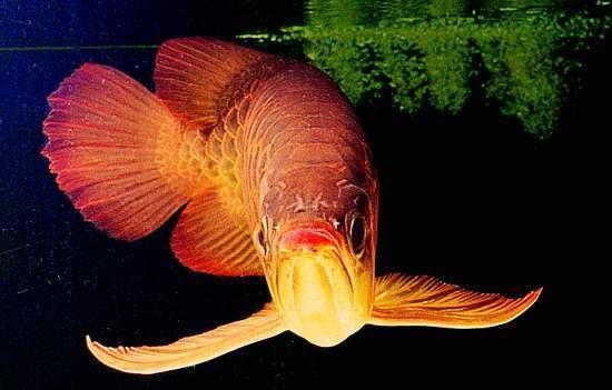 金龍魚(yú)幾個(gè)鼻孔：金龍魚(yú)有2個(gè)或4個(gè)鼻孔