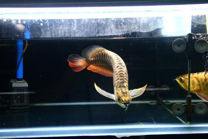 呼和浩特龍魚祥龍魚場怎么樣啊 龍魚百科 第3張 呼和浩特龍魚祥龍魚場怎么樣啊 呼和浩特龍魚祥龍魚場怎么樣啊 龍魚百科 第3張