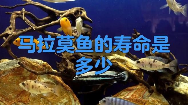 馬拉莫寶石魚壽命受什么影響