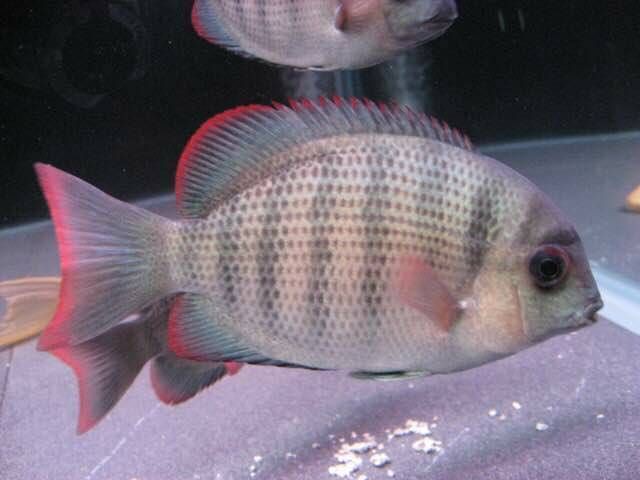 馬拉莫寶石魚壽命受什么影響