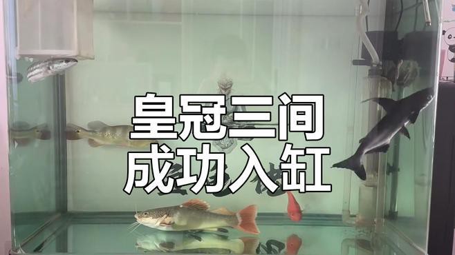 皇冠魚和龍魚能一起養么？