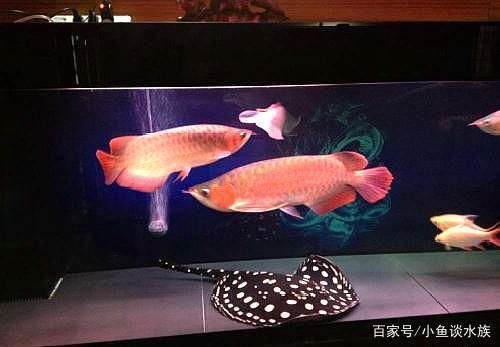 龍魚配對成功概率:關(guān)于龍魚配對成功概率的研究