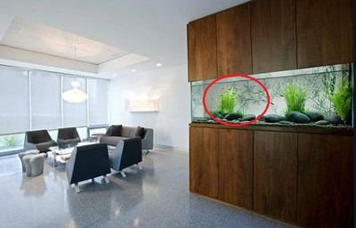 清<strong><mark>江浦</mark></strong>區陳素紅水族店（清<strong><mark>江浦</mark></strong>區陳素紅水族店地址）