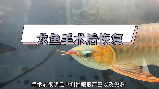 龍魚掉眼照片大全