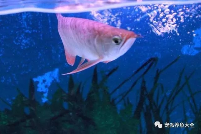 龍魚掉眼照片大全