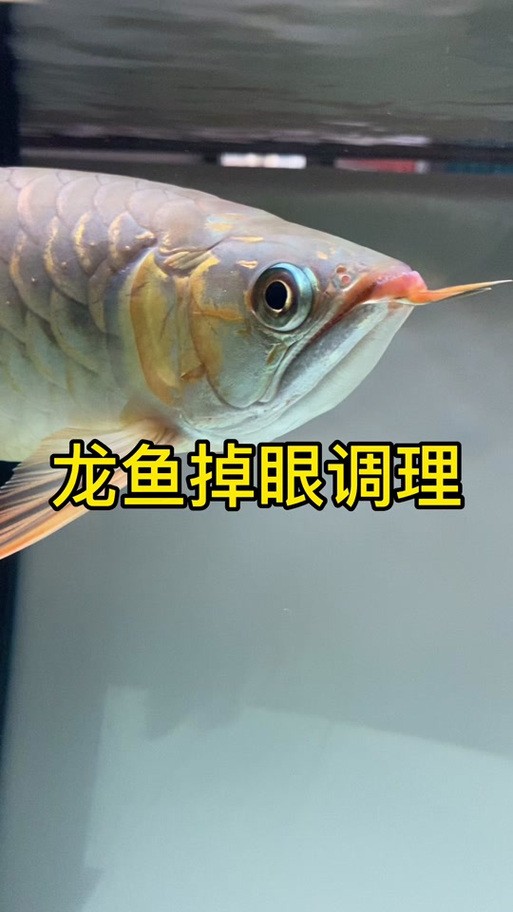 龍魚掉眼照片大全