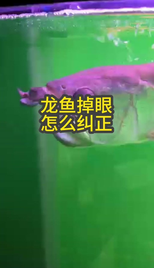 龍魚掉眼照片大全