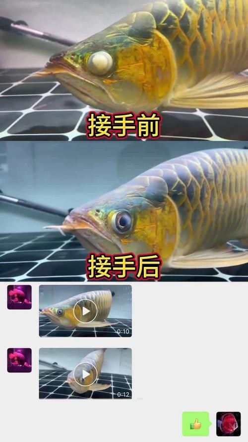 龍魚掉眼照片大全