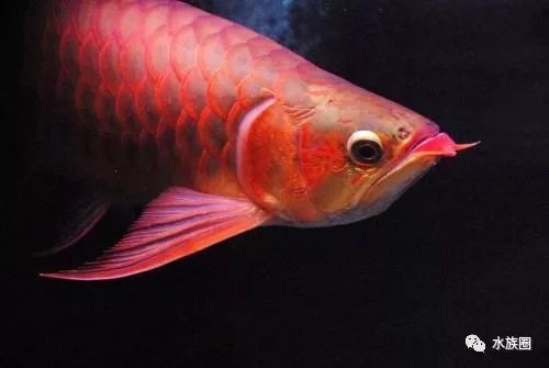 龍魚掉眼照片大全