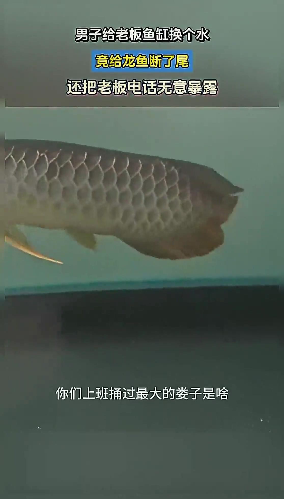 龍魚換缸后如何避免應激？