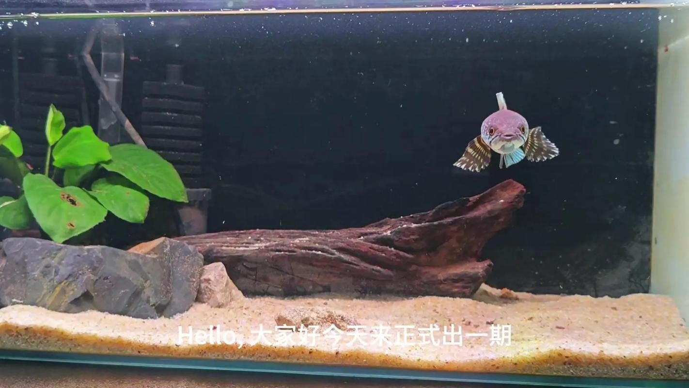 龍魚換缸后如何避免應激？