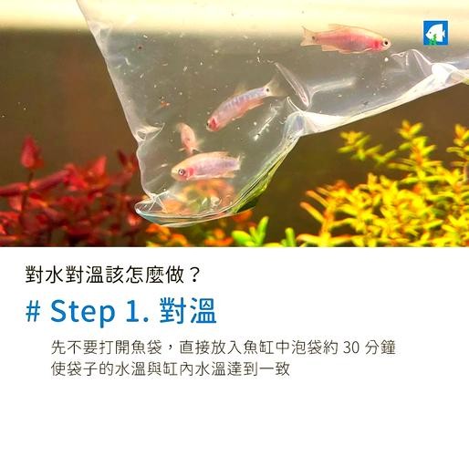 龍魚換缸后如何避免應(yīng)激？