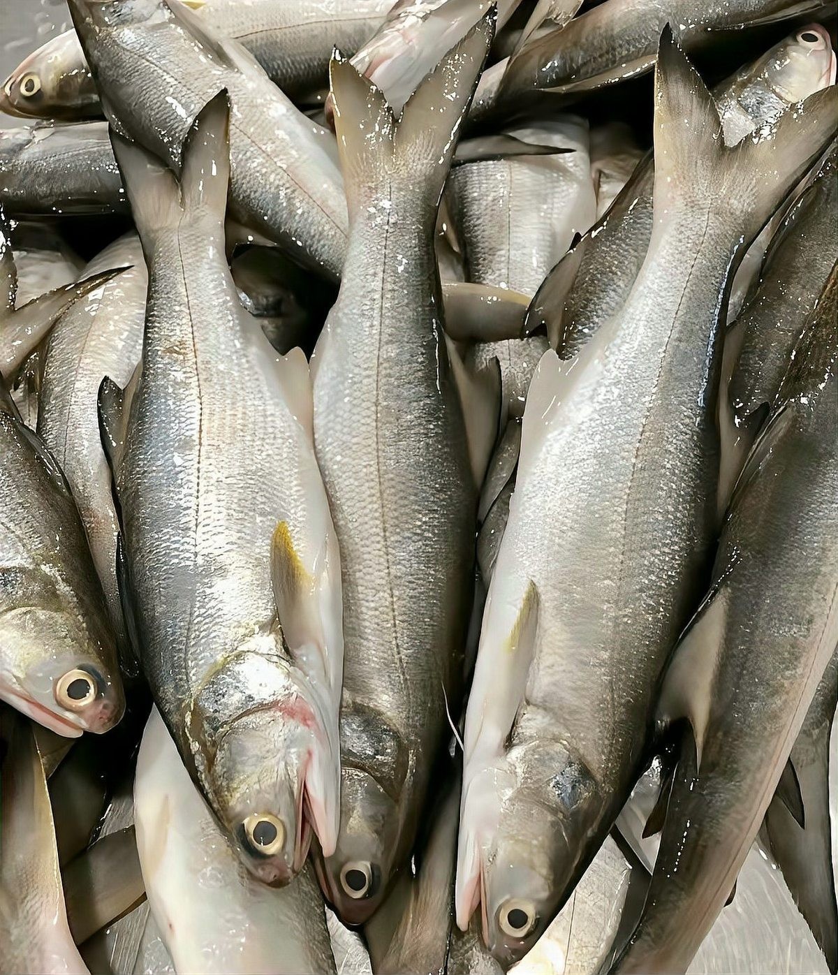 龍魚好吃還是烏魚好吃