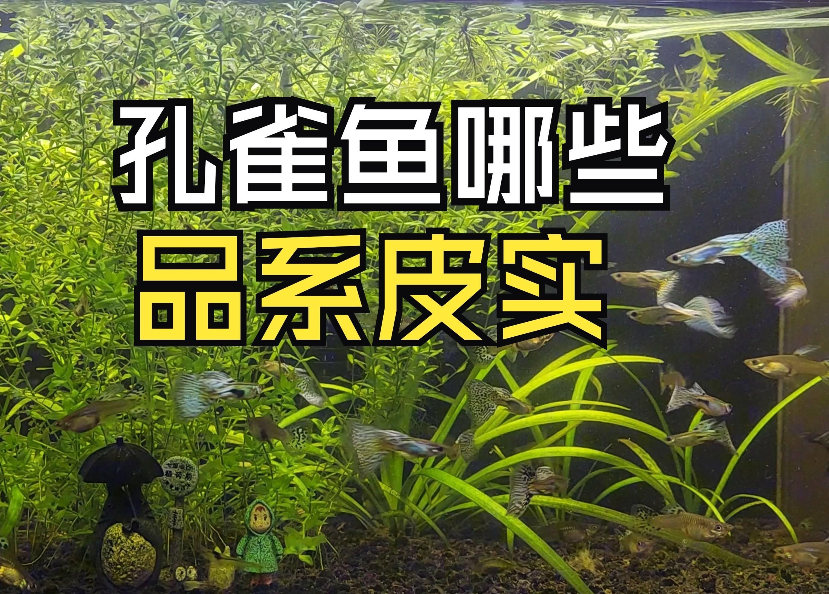 孔雀魚什么品種最皮實，孔雀魚小課堂之不同品種孔雀魚的“忍耐力”
