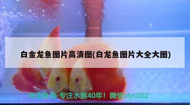 彌勒縣聚鱗閣水族館（彌勒縣聚鱗閣水族館電話）