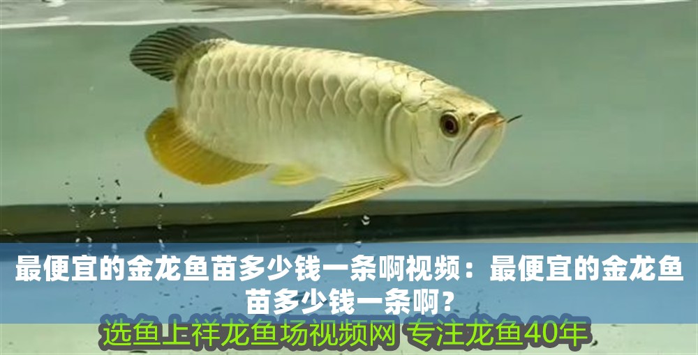 最便宜的金龍魚苗多少錢一條啊視頻：最便宜的金龍魚苗多少錢一條啊？