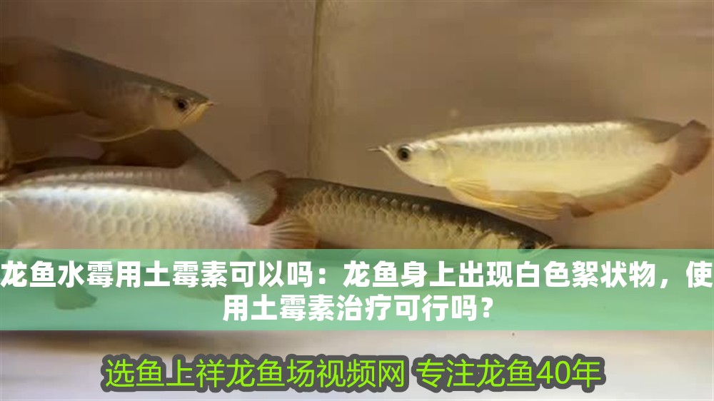 龍魚水霉用土霉素可以嗎:龍魚身上出現白色絮狀物,使用土霉素治療可行嗎? 龍魚百科 第1張 龍魚水霉用土霉素可以嗎:龍魚身上出現白色絮狀物,使用土霉素治療可行嗎? 龍魚水霉用土霉素可以嗎:龍魚身上出現白色絮狀物,使用土霉素治療可行嗎? 龍魚百科 第1張