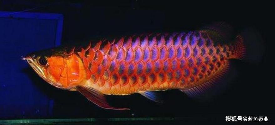 金龍魚與紅龍魚性價(jià)比高嗎，金龍魚與紅龍魚在價(jià)格和性價(jià)比方面存在顯著差異 金龍魚與紅龍魚性價(jià)比高嗎，金龍魚與紅龍魚在價(jià)格和性價(jià)比方面存在顯著差異 龍魚百科 第4張