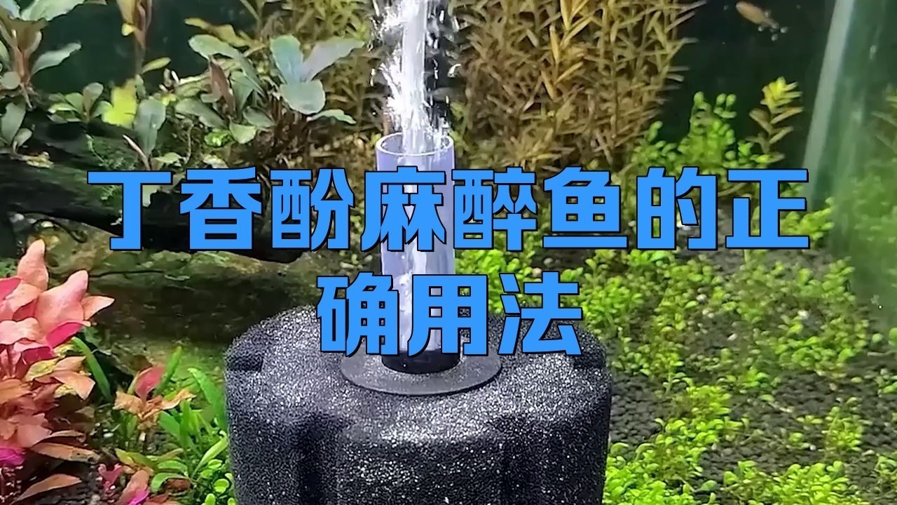 龍魚用的麻藥是什么藥水配制的 龍魚用的麻藥是什么藥水配制的 龍魚百科 第1張