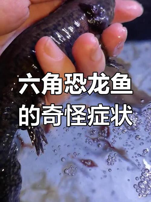 恐龍魚兇猛嗎圖片