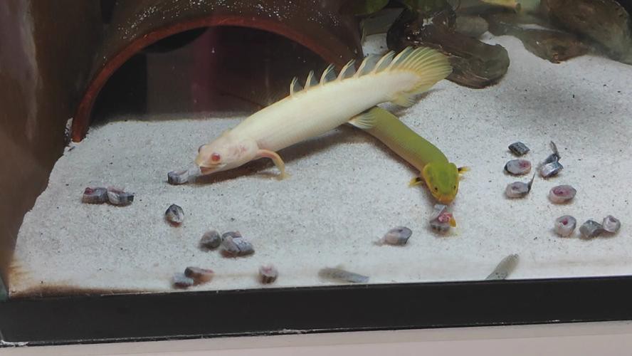 恐龍魚兇猛嗎圖片