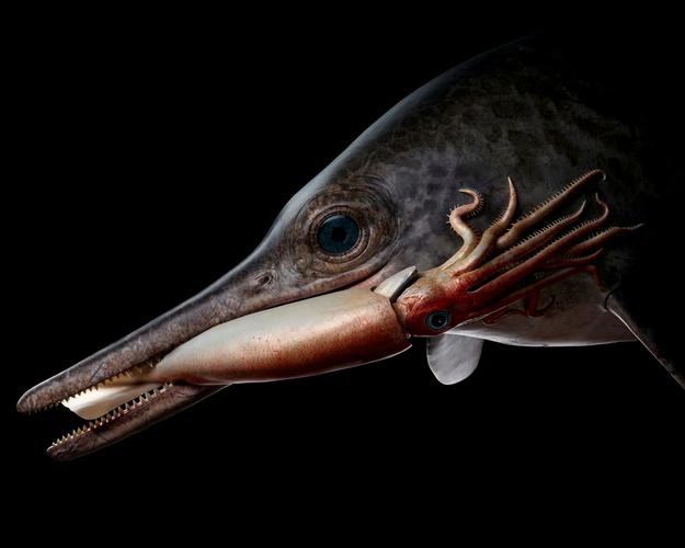 恐龍魚兇猛嗎圖片