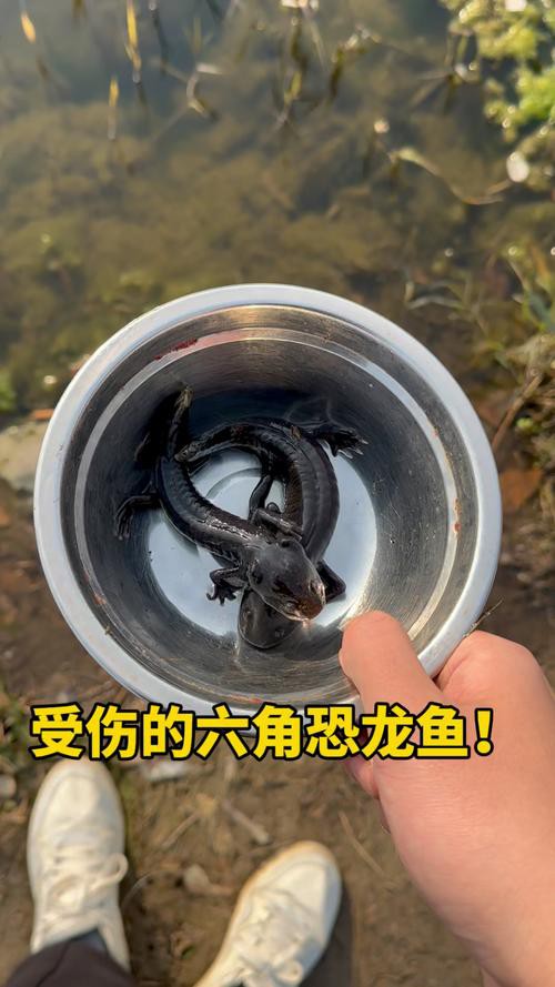 恐龍魚兇猛嗎圖片