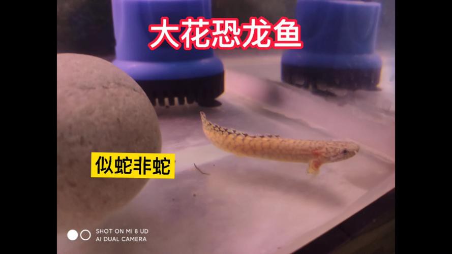 恐龍魚兇猛嗎圖片