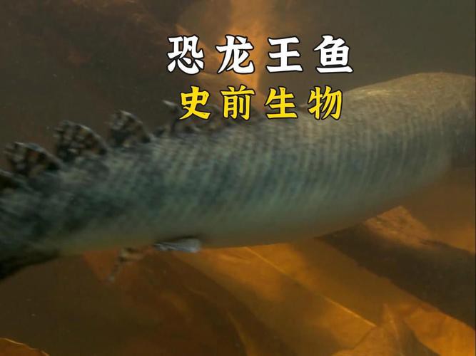 恐龍魚兇猛嗎圖片