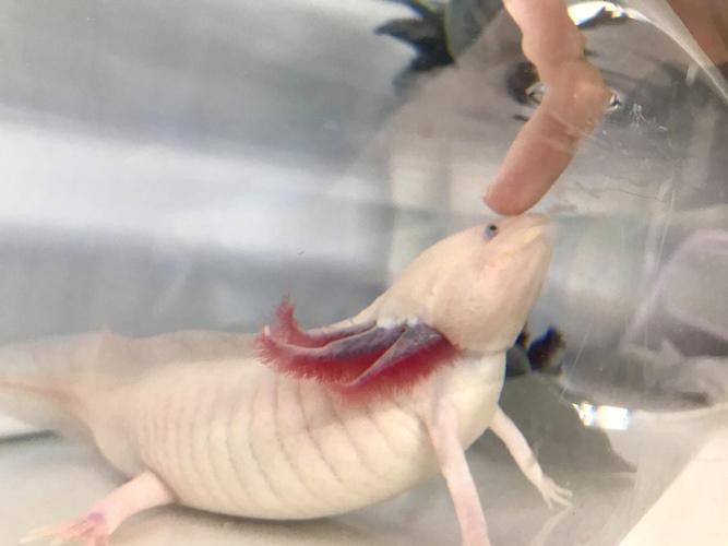 恐龍魚兇猛嗎圖片