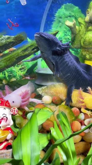 恐龍魚兇猛嗎圖片