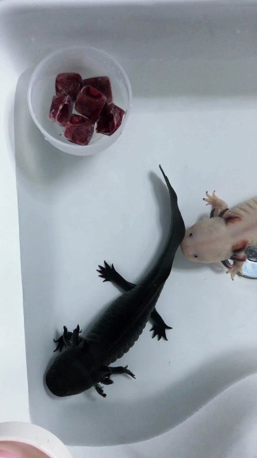 恐龍魚兇猛嗎圖片