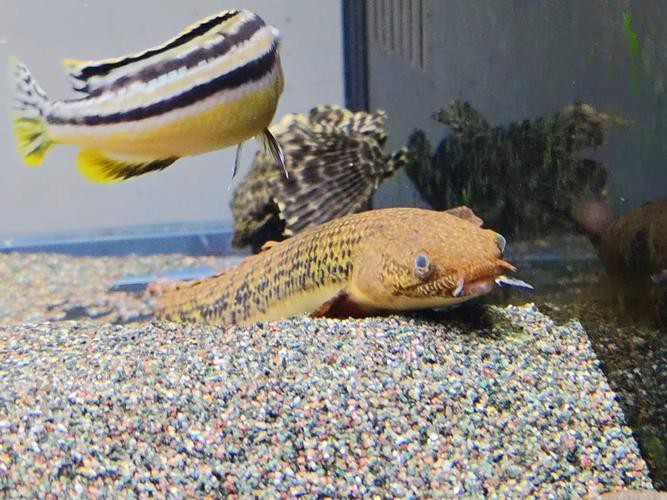 恐龍魚兇猛嗎圖片