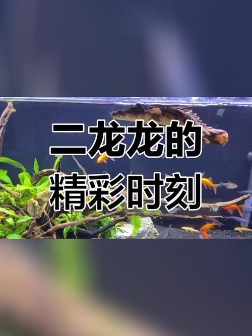 恐龍魚兇猛嗎圖片